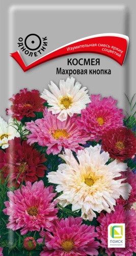 kosmeya_mahrovaya_knopka
