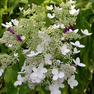 gorten_metel_greenspire (1)