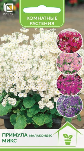 primula_malakoides_mix (1)