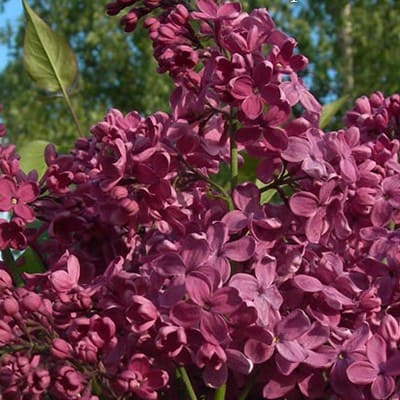 siren_obyknov_den_pobedy (1)