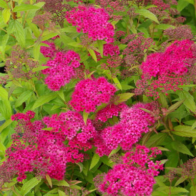 spirea_japan_entony_waterer (1)
