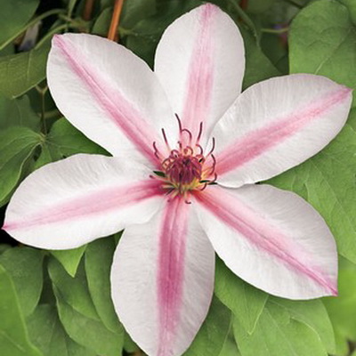 cl_clematis_jan_pawel