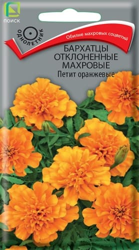 barhatsy_otklon_mahrov_petit_orange (1)