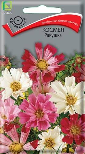 kosmeya_rakushka (1)