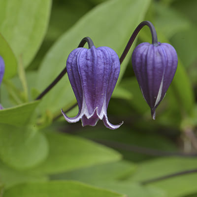 cl_clematis_sophie (1)