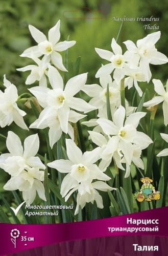 narciss_triandus_talia_kaper (1)