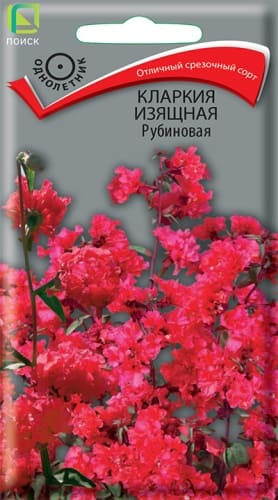 klarkia_izyashnaya_rubinovaya (1)