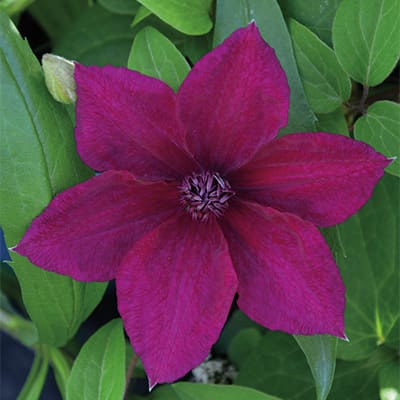 cl_clematis_perida (1)