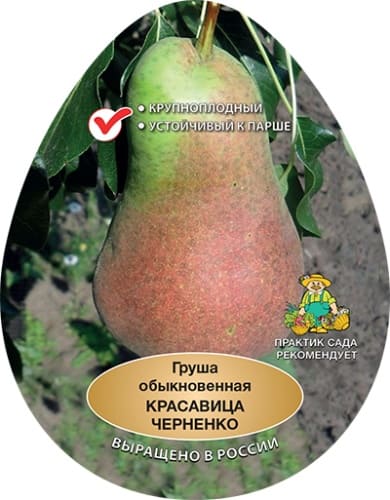 grusha_krasavica_chernenko_naves (1)