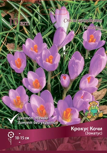 krokus_kochi_zonatus_kaper