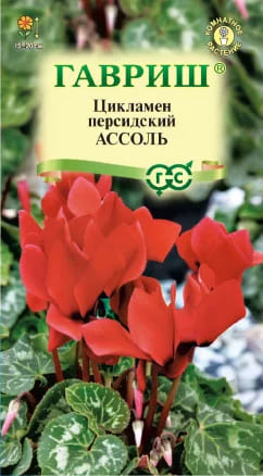 Цикламен Ассоль персидский