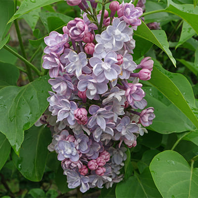 siren_obyknov_vek (1)