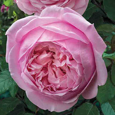 rosa_english_park_spirit_of_freedom (1)