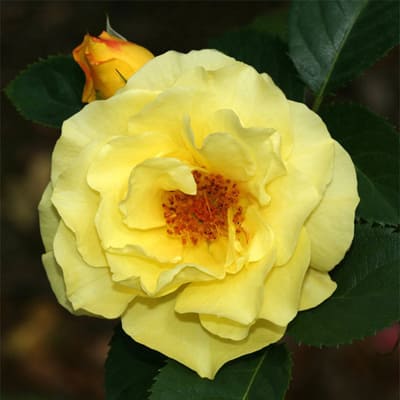 rosa_park_lichtkenigen_lucia (1)