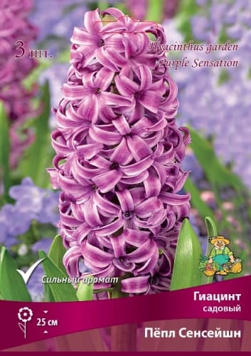 giacint_sad_pepl_sensation_kaper (1)
