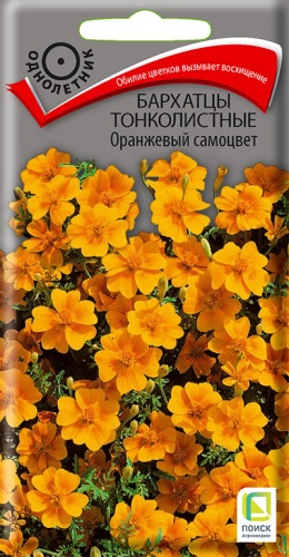 barhatsy_tonkolist_orange_samocvet