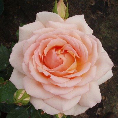 rosa_chaino_gibrid_chandos_beauty