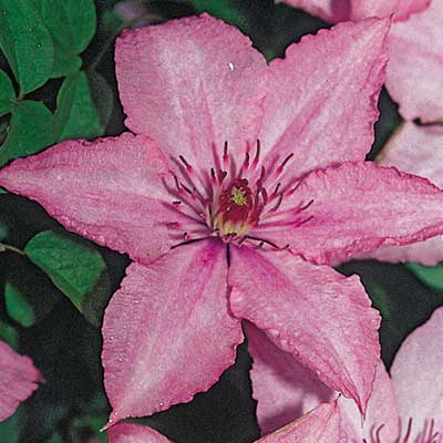 cl_clematis_hagley_hybrid