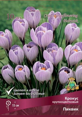 krokus_krupnocvet_pikvik_kaper (1)