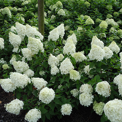 gorten_metel_polar_beer (1)