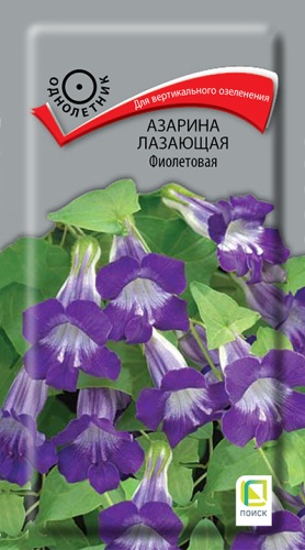azarina_lazaushaya_fioletovaya