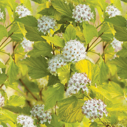 puzireplodnik_kalinolist_angel_gold-0000