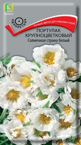portulak_krupnocvet_solnechnaya_strana_bely
