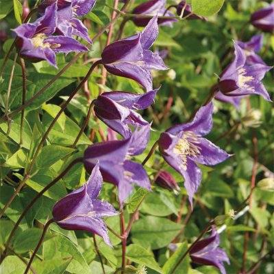 cl_clematis_prince_william