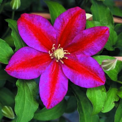 cl_clematis_sunset (1)