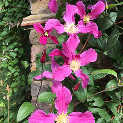 cl_clematis_inspiration_zoin (1)