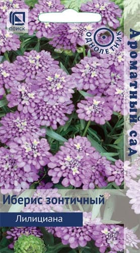 iberis_zont_liliciana (1) (1)