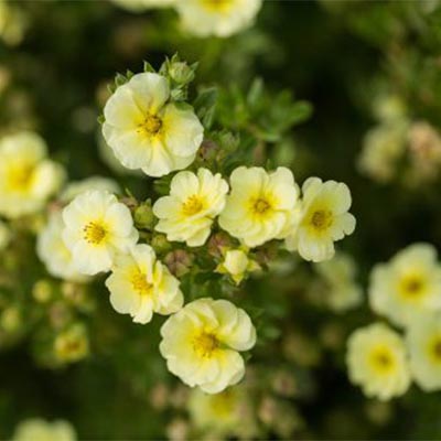 lapchatka_kustar_lemon_merenga