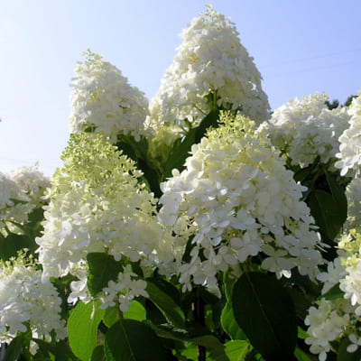 gorten_metel_dolly (1) (1)