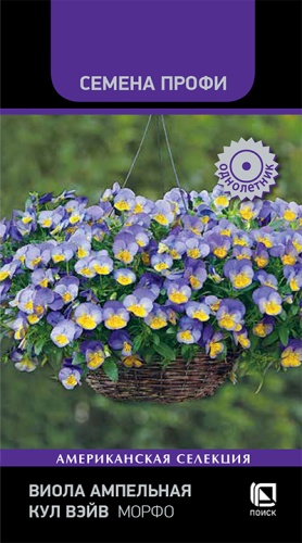 viola_ampelnaya_kul_veyv_morfo