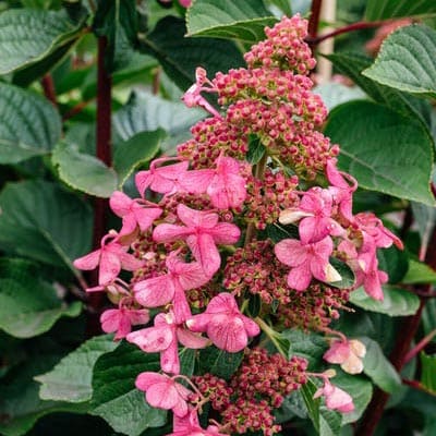 gorten_metel_infinity (1)