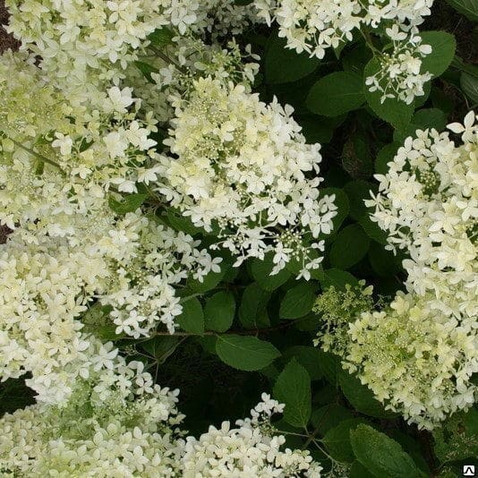 Гортензия метельчатая Дентель Де Горрон (1) (1)
