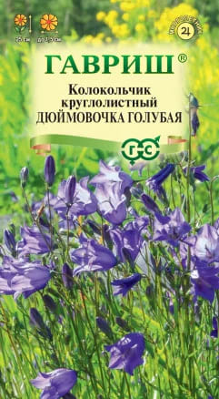 Колокольчик круглолистный Дюймовочк (1)