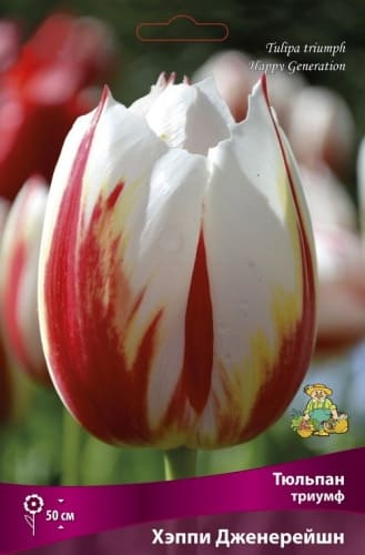 tulpan_triumf_happy_generation_kaper (1)