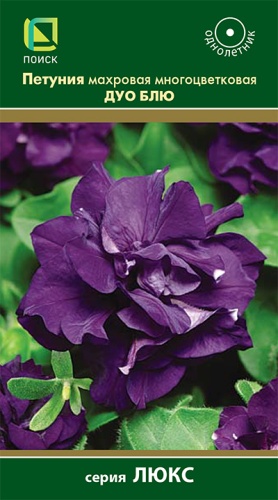 petunia_mahrov_mnogocvet_duo_blue