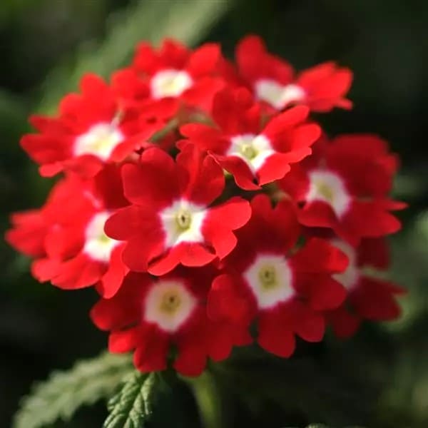 56 (1)