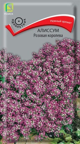 alissum_rozovaya_koroleva (1) (1)