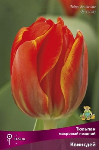 tulpan_mahrov_pozdny_kvinsday_kaper (1)