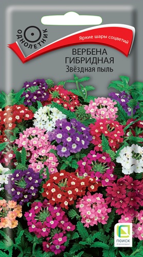 verbena_girbrid_zvezdnaya_pyl