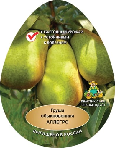 grusha_allegro_naves (1)