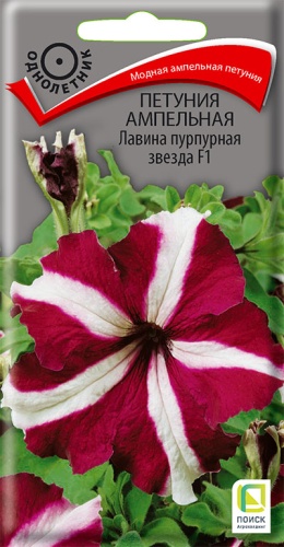 petunia_ampel_lavina_purpurnaya_zvezda_f1