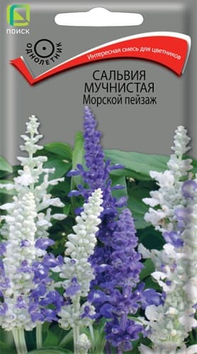 salvia_muchnistaya_morskoi_peizazh (1)