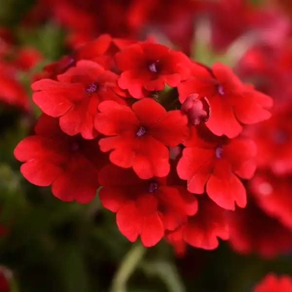 555 (1)