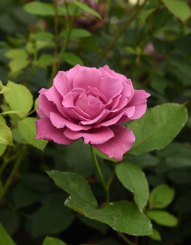 rosa-floribunda-deutsche-welle-krupnyy-plan-2 (1)