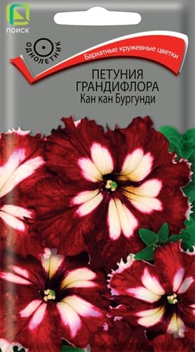 petunia_grandiflora_kan_kan_burgundi (1)