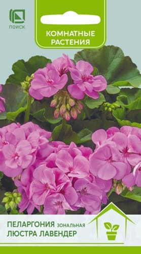 pelargonia_lustra_lavender (1)